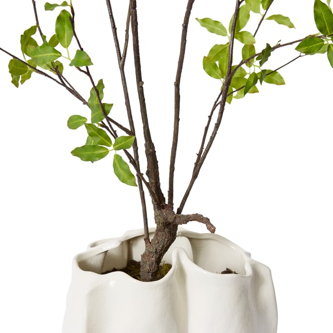 Pittosporum Plant - Zilia Bowl - Ivory/Green, 140cm (H)