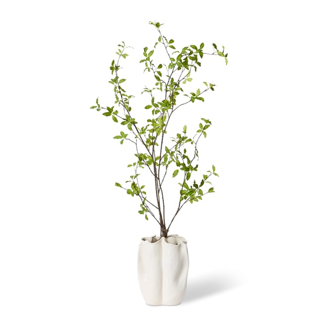 Pittosporum Plant - Zilia Bowl - Ivory/Green, 140cm (H)