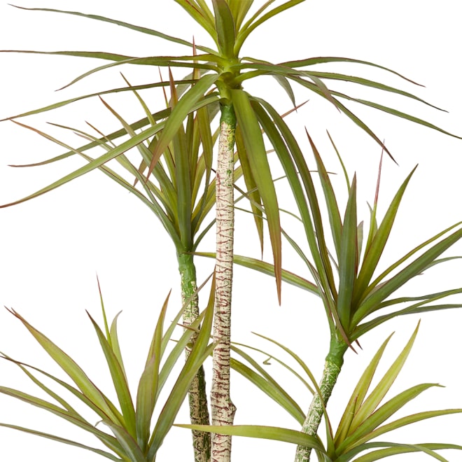 Yucca Tree- Malie Pot - White/Green, 120cm (H)