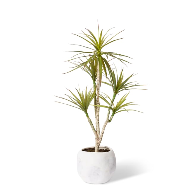 Yucca Tree- Malie Pot - White/Green, 120cm (H)