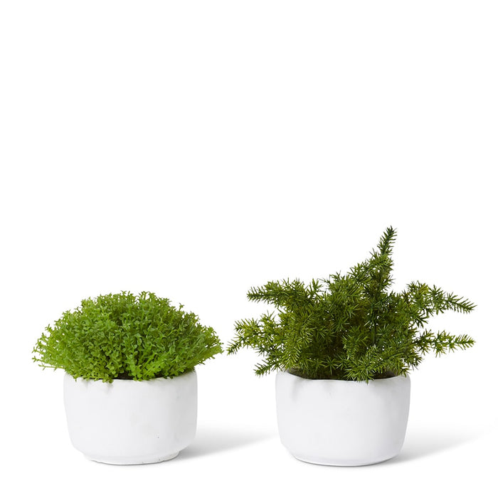 Fern Asparagus Plant Potted - Green/White, 20cm (H)