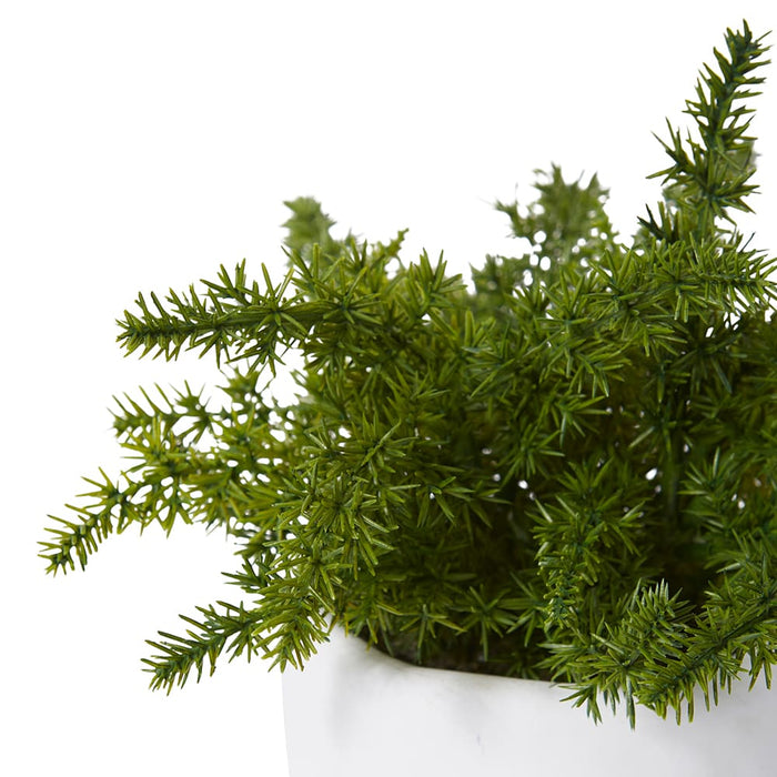 Fern Asparagus Plant Potted - Green/White, 20cm (H)