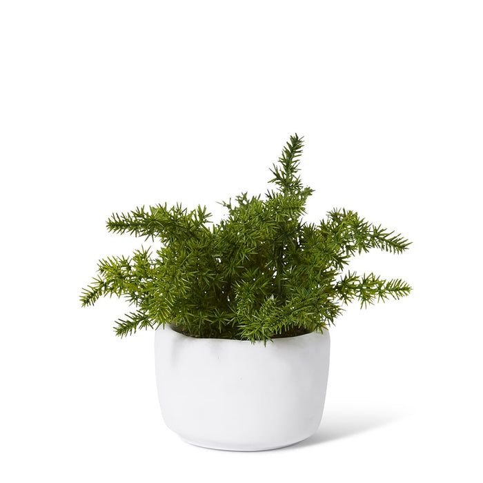 Fern Asparagus Plant Potted - Green/White, 20cm (H)
