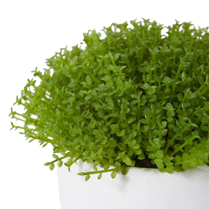 Baby Tears Plant Potted - Green/White, 12cm (H)