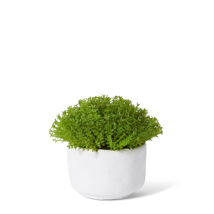 Baby Tears Plant Potted - Green/White, 12cm (H)
