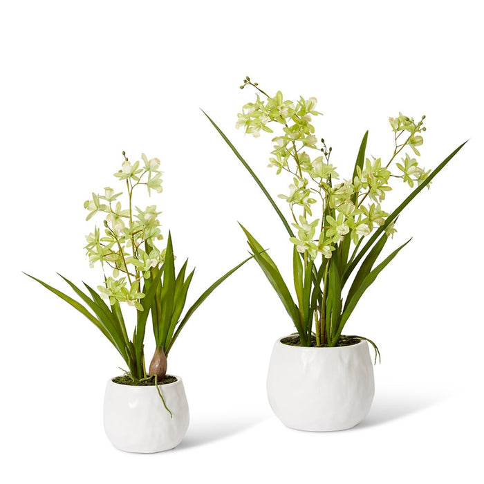 Cymbidium Mini - Green/White, 58cm (H)
