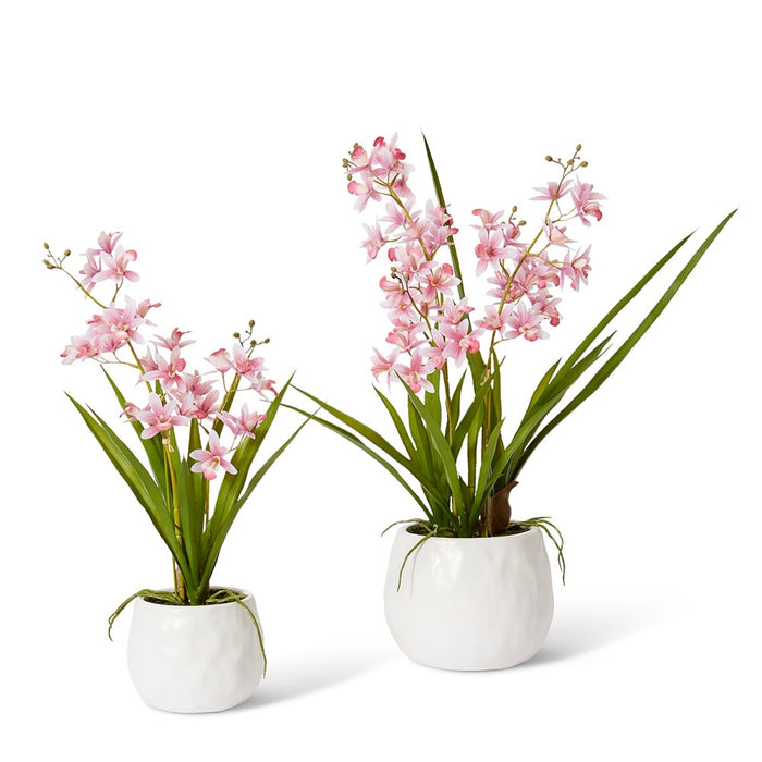 Cymbidium Mini - Pink /White, 46cm (H)