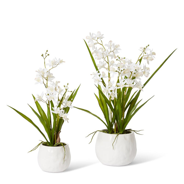 Cymbidium Mini - White/White, 46cm (H)