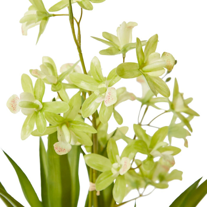 Cymbidium Mini - Green/White, 46cm (H)