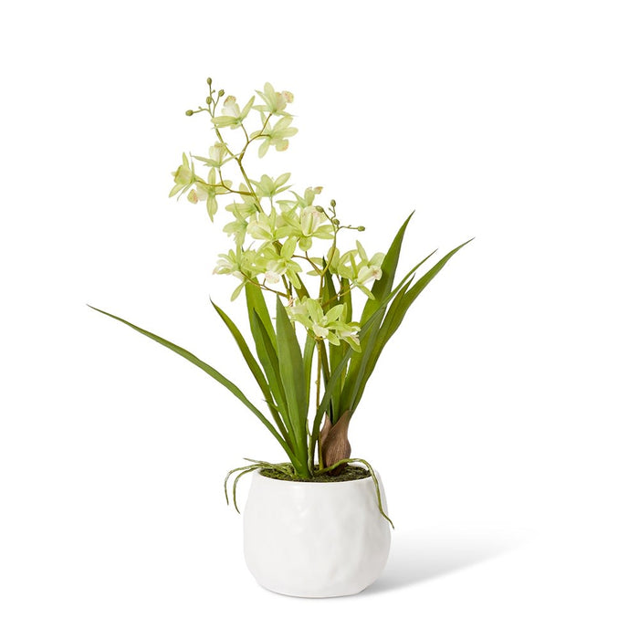 Cymbidium Mini - Green/White, 46cm (H)
