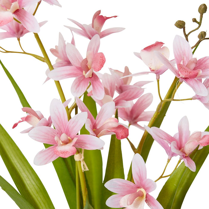 Cymbidium Mini - Pink /White, 46cm (H)