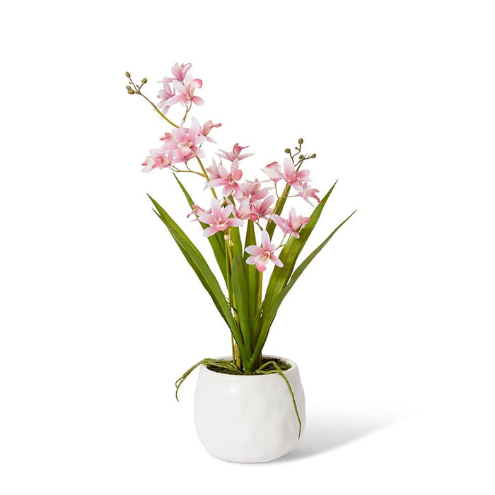 Cymbidium Mini - Pink /White, 46cm (H)
