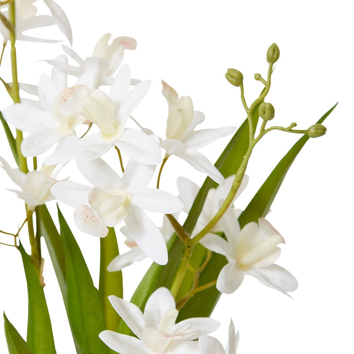 Cymbidium Mini - White/White, 46cm (H)