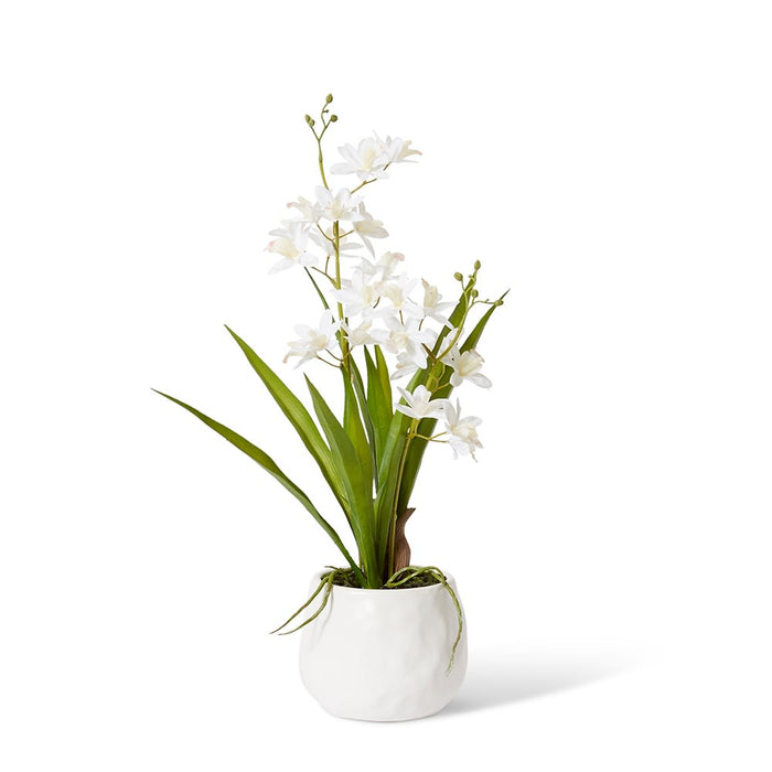 Cymbidium Mini - White/White, 46cm (H)