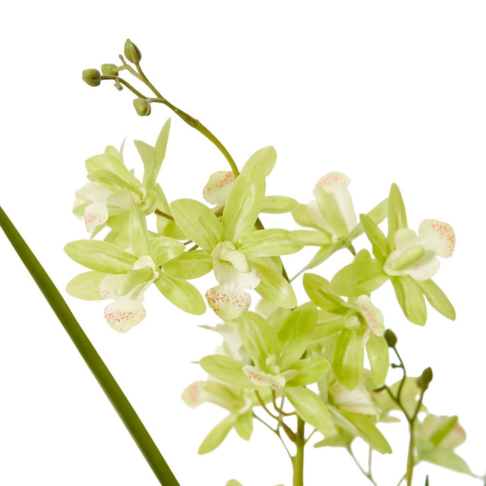 Cymbidium Mini - Green/White, 58cm (H)