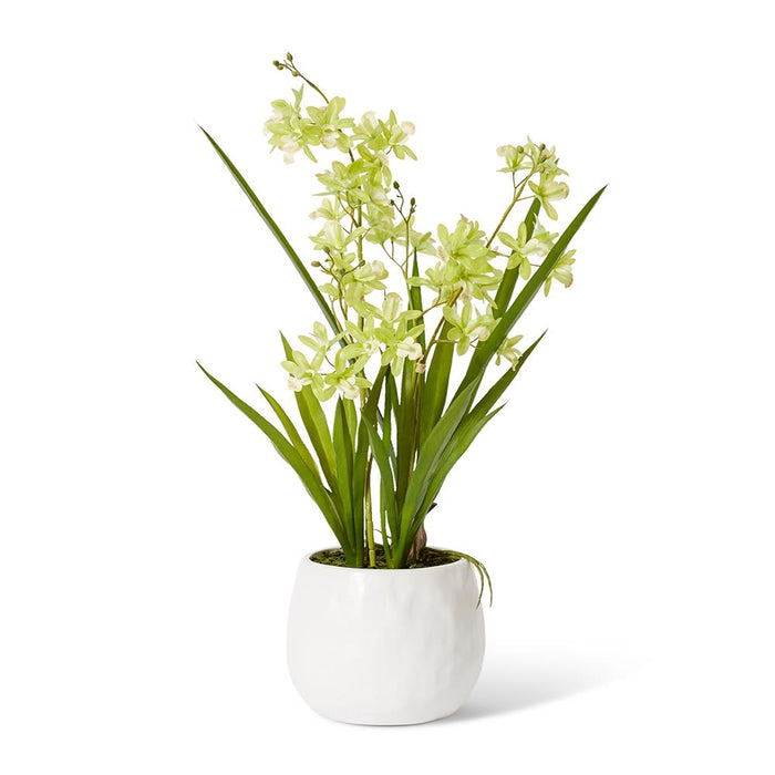 Cymbidium Mini - Green/White, 58cm (H)