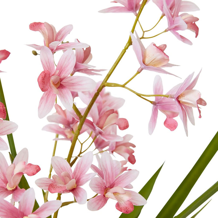 Cymbidium Mini - Pink /White, 58cm (H)