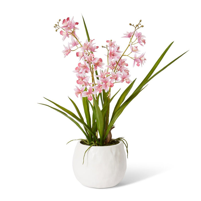 Cymbidium Mini - Pink /White, 58cm (H)