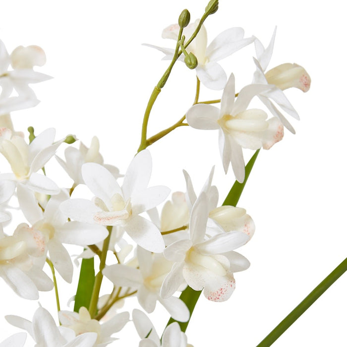 Cymbidium Mini - White/White, 58cm (H)