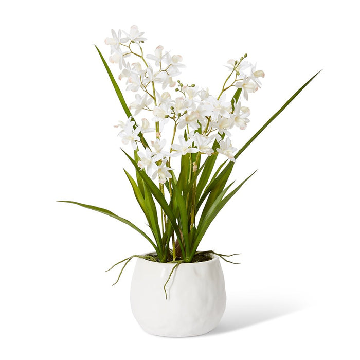 Cymbidium Mini - White/White, 58cm (H)