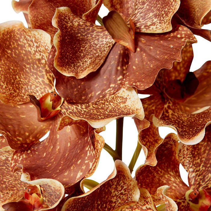 Vanda Grand Orchid Pack of 8 - Dark Orange, 71cm (H)