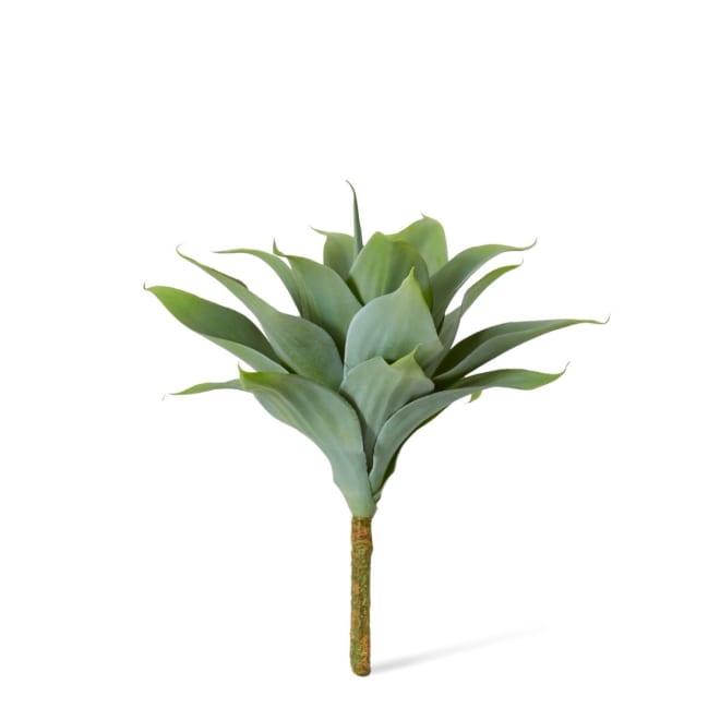 Agave Nova Plant Pack of 6 - Grey Green, 38cm (H)