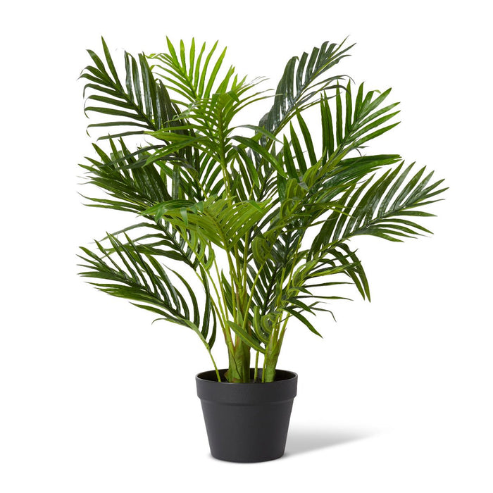 Palm Areca - Green, 65cm (H)
