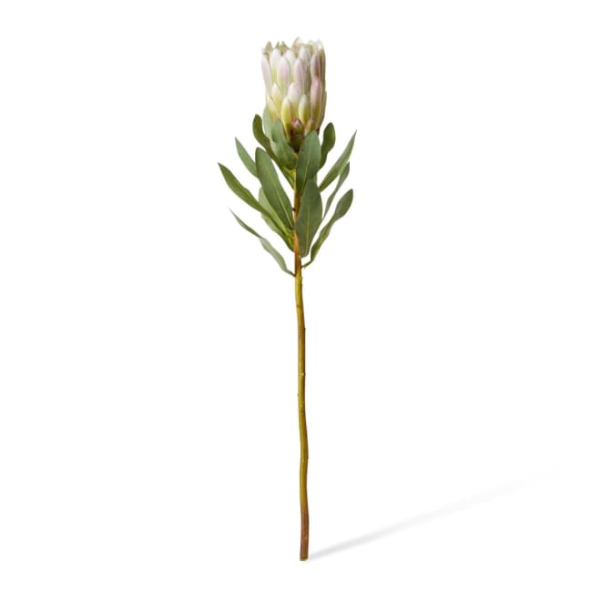 Protea Grand Stem Pack Of 12 - Light Green, 65cm (H)