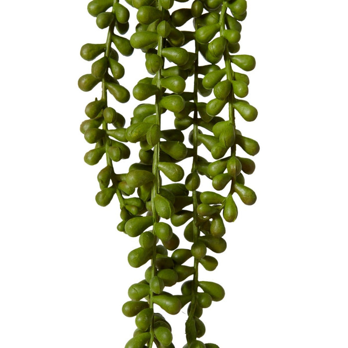 String of Pearls Hanging Plan Pack of 12 - Green, 71cm (H)