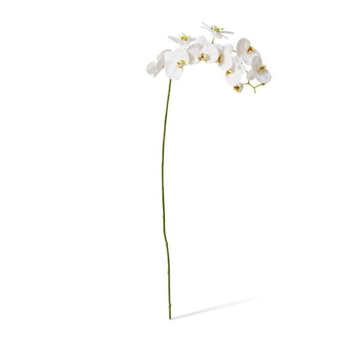 Phalaenopsis Stem Pack of 8 - White, 122cm (H)