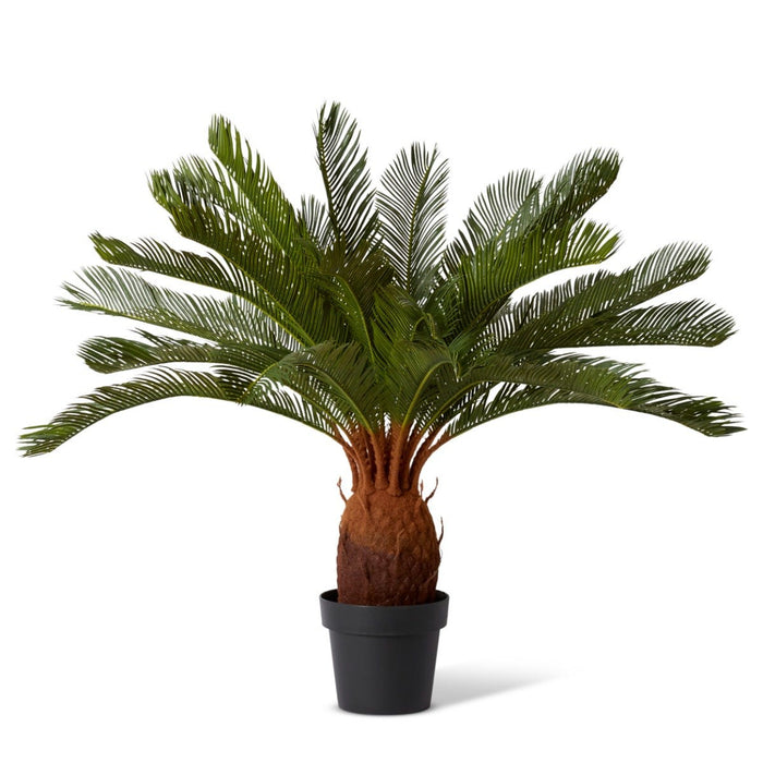 Cycas Plant Potted - Green, 93cm (H)