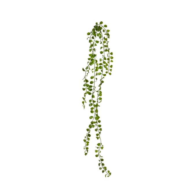 Angel Vine Hanging Plant Pack Of 12 - Green, 105cm (H)