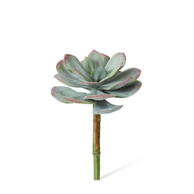 Echeveria Prince Stem Pack Of 12 - Green/Red, 23cm (H)