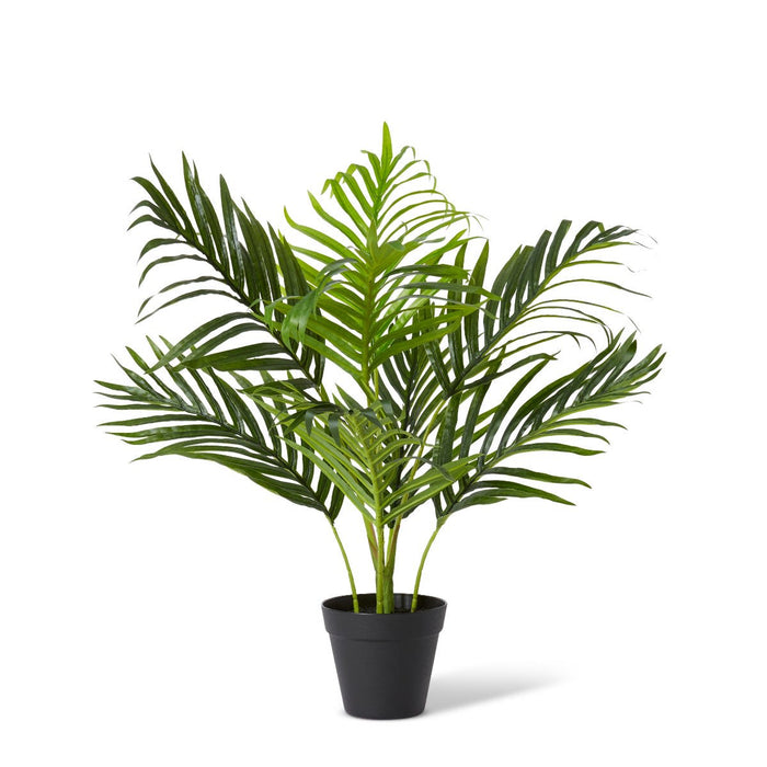 Palm Areca - Green, 55cm (H)
