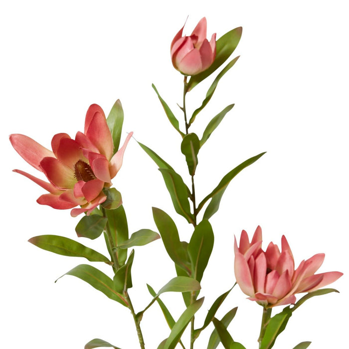 Protea Orientale Spray Pack of 12 - Pink, 99cm (H)