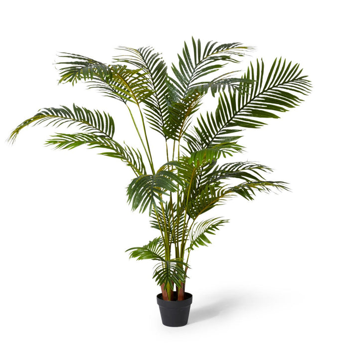 Palm Areca - Green, 170cm (H)