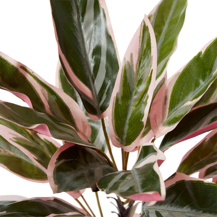 Cordyline Potted - Pink Green, 45cm (H)