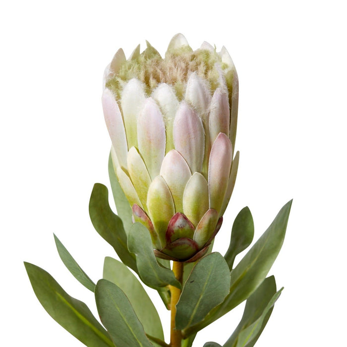 Protea Grand Stem Pack Of 12 - Light Green, 65cm (H)