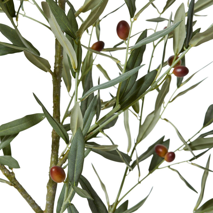 Olive Tree - Grey Green, 170cm (H)