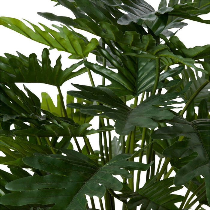 Philodendron Lacy Potted - Green, 75cm (H)