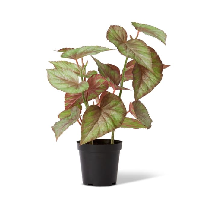 Begonia Potted - Variegated, 59cm (H)