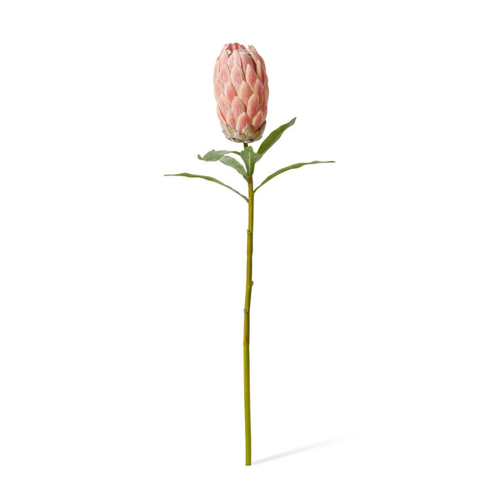 Protea Stem Pack of 12 - Pink, 61cm (H)