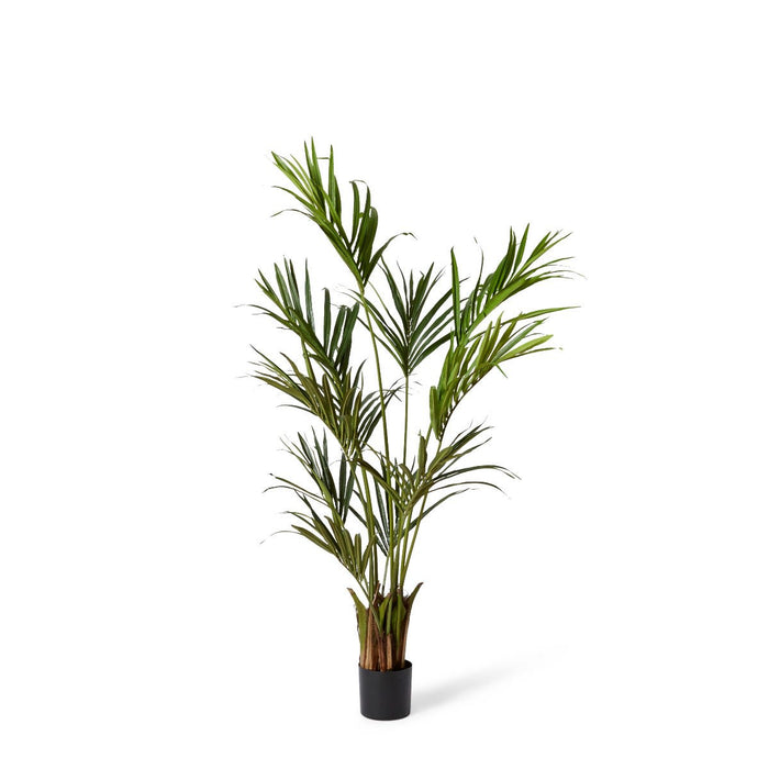 Palm Kentia - Green, 180cm (H)