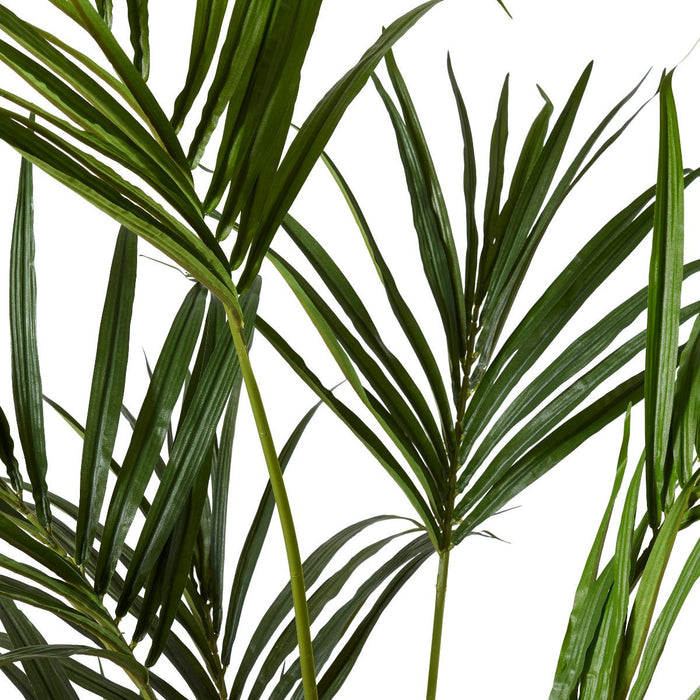 Palm Kentia - Green, 180cm (H)