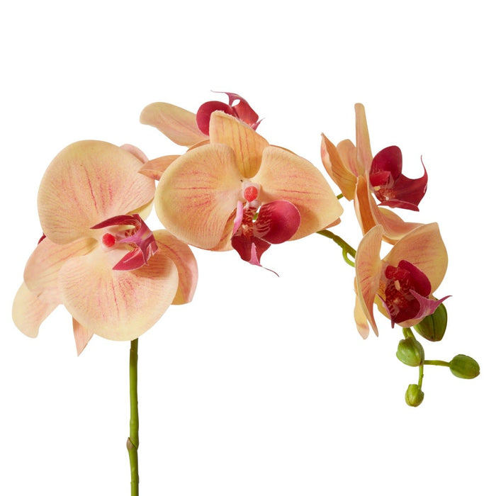Phalaenopsis Orchid Stem Pack of 12 - Apricot, 55cm (H)