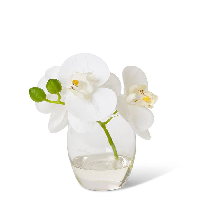 Phalaenopsis - White/Clear, 15cm (H)