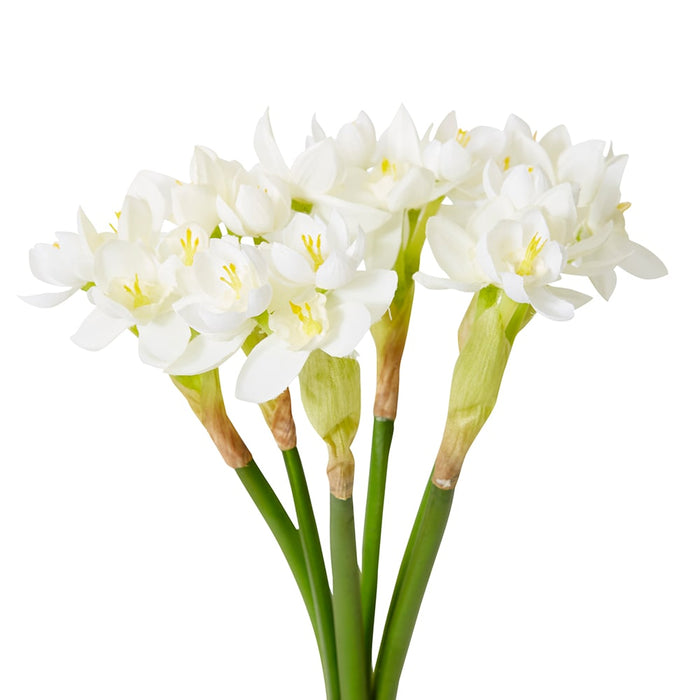 Paperwhite Flower Bundle Pack of 6 - White, 43cm (H)