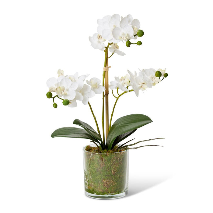 Phalaenopsis Mini - White/Clear, 40cm (H)