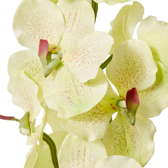 Vanda Orchid Pack of 12 - Green, 80cm (H)