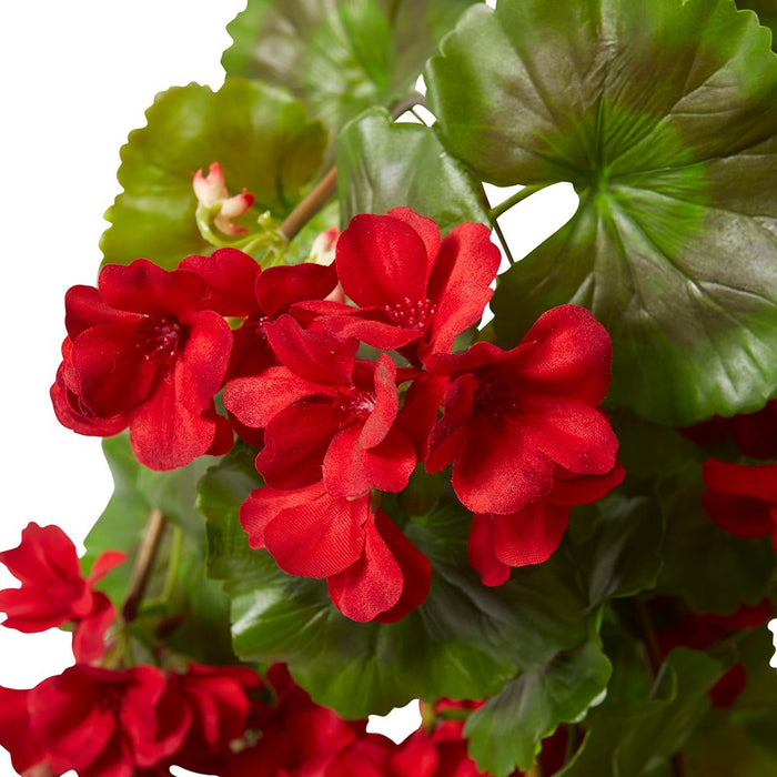 Geranium (Outdoor) Bush Pack of 6 - Red, 86cm (H)